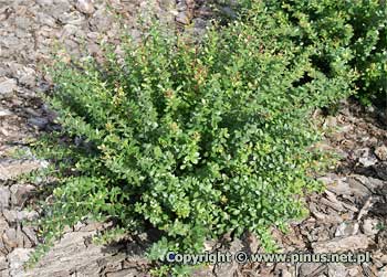 Berberys bukszpanolistny  'Nana' - liście zielone, nie opadające na zimę