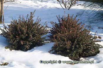 Berberys bukszpanolistny  'Nana' - liście zimą czerwonawe