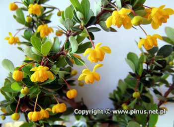 Berberys bukszpanolistny  'Nana' - kwiaty żółte, pachnące