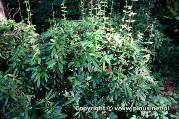 Berberys Julianny - zimozielony krzew