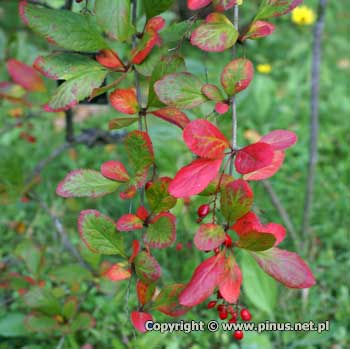 Berberys koreaski - jesieni licie czerwone