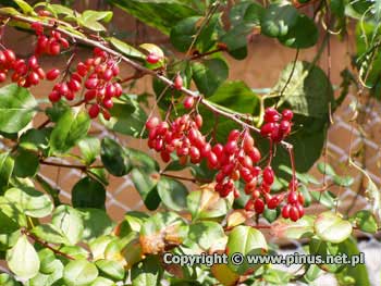 Berberys koreaski - owoce czerwone