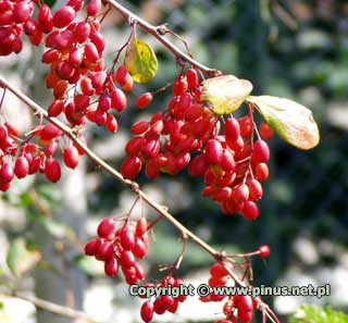 Berberys koreaski - czerwone owoce jesieni i zim