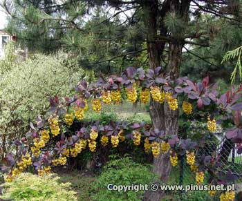 Berberys ottawski 'Auricoma' - gazki z licznymi kwiatostanami