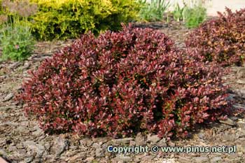 Berberys Thunberga 'Atropurpurea Nana' - liście ciemno czerwone