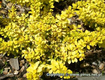 Berberys Thunberga 'Diabolicum' - liście intensywnie żółte