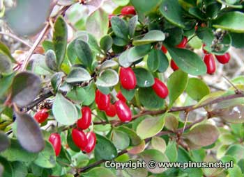 Berberys Thunberga 'Green Carpet' - liście zielone, czerwone owoce