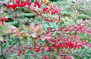 Berberys Thunberga 'Green Carpet' - owoce czerwone