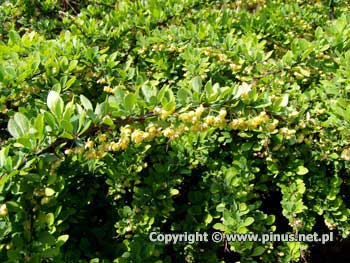 Berberys Thunberga 'Green Carpet' - kwiaty żółte, liście zielone