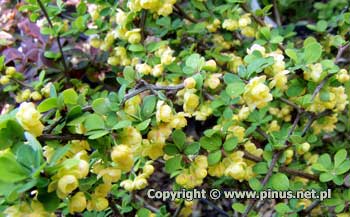 Berberys Thunberga 'Kelleriis' - kwiaty żółte