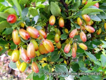 Berberys Thunberga 'Kobold' - dojrzewajce owoce