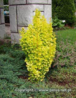 Berberys Thunberga 'Maria' - liście żółte, pędy proste, pokrój zwarty