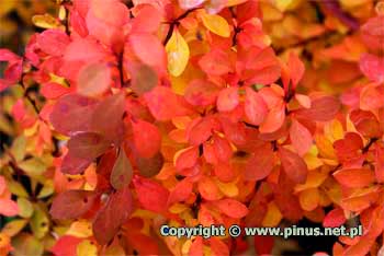 Berberys Thunberga 'Powwow' - listki pomaraczowo czerwone jesieni