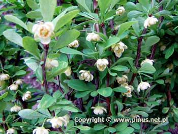 Berberys Thunberga 'Powwow' - kwiaty jasnote