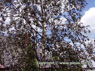 Brzoza brodawkowata 'Purpurea' - liście purpurowe, kora biała