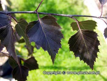 Brzoza brodawkowata 'Purpurea' - purpurowe młode liście