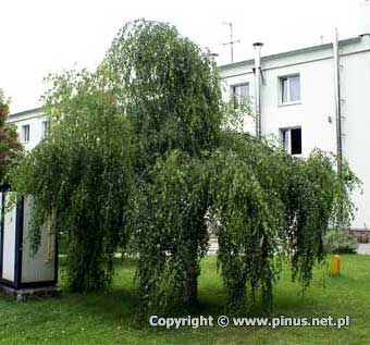 Brzoza brodawkowata 'Youngii' - drzewo na trawniku