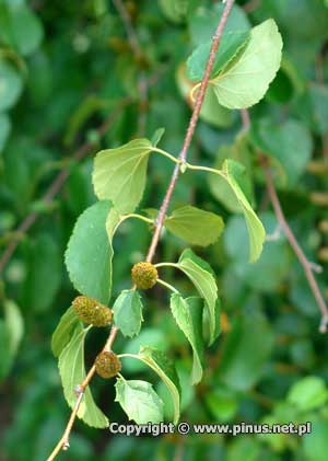 Brzoza winiowa (syn. brzoza cukrowa) - licie zielone, kora brazowa