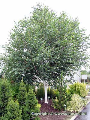 Brzoza poyteczna 'Doorenbos' - drzewo w ogrodzie