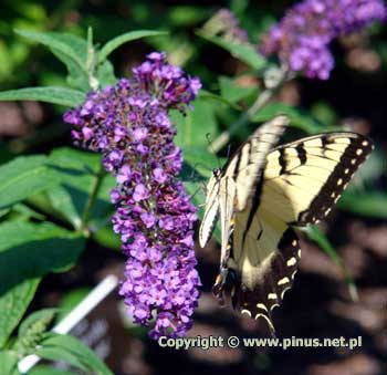 Budleja Dawida 'Potter's  Purple' - motyli kwiat