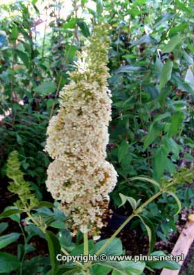 Budleja Dawida 'White Profusion' - kwiaty biae, due kwiatostany