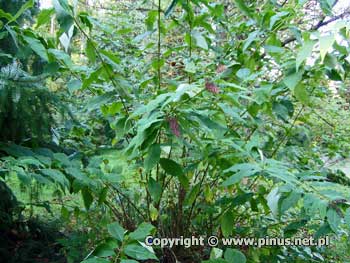 Budleja białokwiatowa - zielone, szerokolancetowate liście