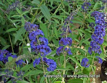 Budleja Dawida 'Adonis Blue' - niebieskie kwiaty