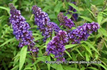 Budleja Dawida 'Purple Emperor' - kwiatostany niebiesko-fioletowe