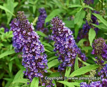 Budleja Dawida 'Purple Emperor' - fioletowo-niebieskie kwiaty