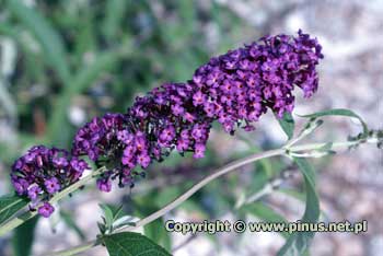 Budleja Dawida 'Royal Red' - kwiaty fioletowo-purpurowe