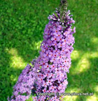 Budleja Dawida 'Ile de France' - kwiaty rowo-fioletowe z czerwonym rodkiem