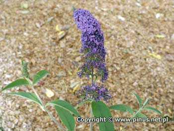 Budleja Dawida 'Empire Blue' - jasnofioletowe kwiaty