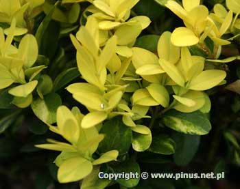 Bukszpan wieczniezielony 'Rotundifolia Aurea' - mode, zotote listki