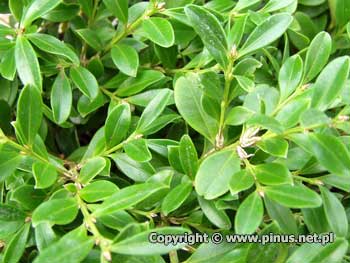 Bukszpan drobnolistny 'Rococo' - mae, zimozielone listki
