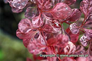 Berberys Thunberga 'Pink Queen' - czerwone liście w białe plamy