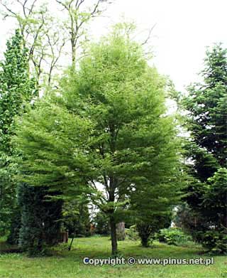 Buk pospolity 'Asplenifolia' - drzewo parkowe