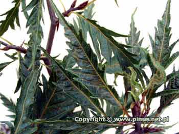 Buk pospolity 'Asplenifolia' - licie ciemnozielone, gboko powcinane