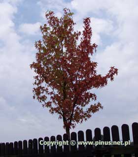 Ambrowiec amerykaski - jesienne przebarwienie drzewa, pokrj