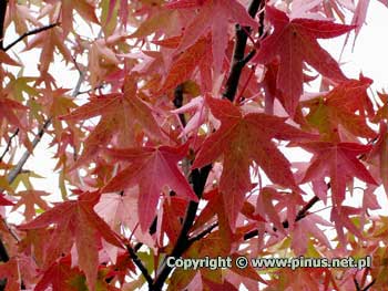 Ambrowiec amerykaski - jesieni licie przebarwiaj si na czerwono