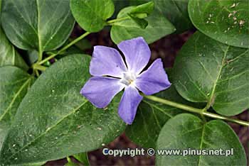 Barwinek większy - kwiaty niebieskie, duże, zielone liście