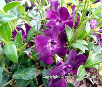Barwinek pospolity `Atropurpurea`- kwiaty fioletowo-purpurowe, liście zielone