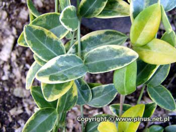Barwinek pospolity  'Aureovariegata' - liście zielone z żółtym obrzeżeniem