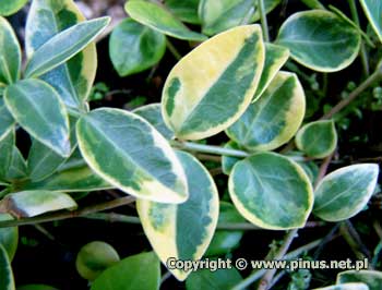 Barwinek pospolity  'Aureovariegata' - liście zielone z nieregularnymi żółtymi plamami