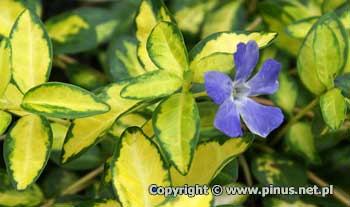Barwinek pospolity 'Illumination' - kwiaty niebieskie, liście żółte zielono, nieregularnie obrzeżone