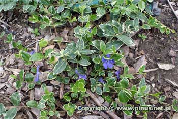 Barwinek pospolity 'Ralph Shugert' - kwiaty niebieskie, roślina okrywowa