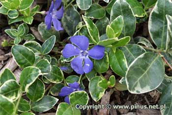 Barwinek pospolity 'Ralph Shugert' = kwiaty niebieskie, licie ciemnozielone z biaym obrzeeniem