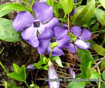 Barwinek pospolity - kwiaty niebieskie, rolina okrywowa